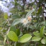 Syzygium paniculatum Žiedas