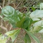 Crescentia cujete Leaf