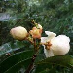 Eschweilera coriacea Flor