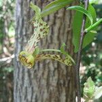 Monodora carolinae Flower