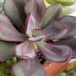 Echeveria nodulosa Ліст