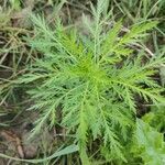 Artemisia biennis Leaf