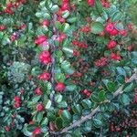 Cotoneaster nan-shan ഇല