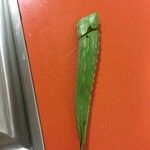 Aloe vera List