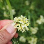 Medicago glomerata Balb.Flors