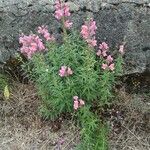 Antirrhinum australe 整株植物