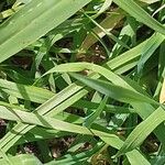 Cynosurus echinatus Likasa