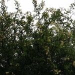 Terminalia prunioides ᱛᱟᱦᱮᱸ