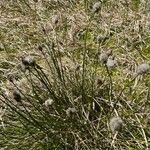 Eriophorum scheuchzeri Libunga