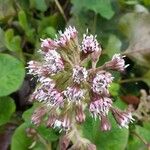 Petasites pyrenaicus പുഷ്പം