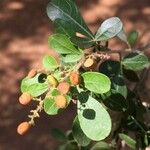 Searsia gueinzii Fruit