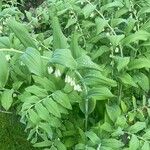 Polygonatum multiflorum Лист