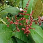 Miconia impetiolaris Fruit