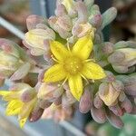 Sedum pachyphyllum Flower