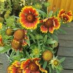 Gaillardia pulchella Ďalší