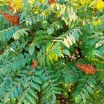 Rhus coriaria Фрукт