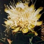 Protea caffra Blodyn