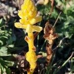 Orobanche flava 花