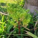 Euphorbia peplus Blad