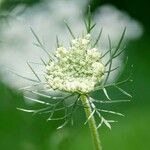 Visnaga daucoides Leaf