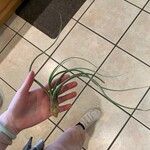 Tillandsia bulbosa Liść