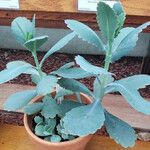 Kalanchoe laxiflora ᱛᱟᱦᱮᱸ