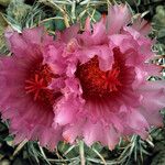Echinocactus horizonthalonius Flower