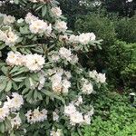 Rhododendron decorum Flor