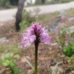 Orchis italica Blüte
