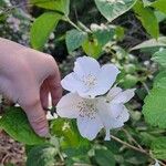 Philadelphus pubescensЦветок