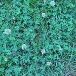 Trifolium repensফুল