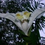 Sobralia chrysostoma Fleur