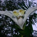 Sobralia chrysostoma 花