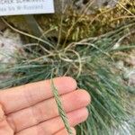 Festuca pallens Flor