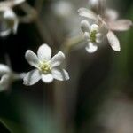 Nectandra coriacea Λουλούδι