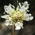 Lomelosia rutifolia Fiore