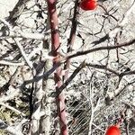 Rosa canina Bark