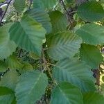 Alnus incana Blad