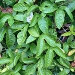 Passiflora edulis Hostoa