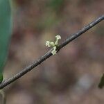 Pleiocarpa pycnantha Flower