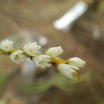 Bolusiella zenkeri Flower