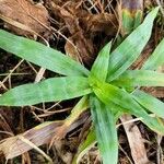 Carex platyphylla Foglia