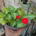 Episcia cupreataപുഷ്പം