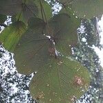 Erythrina abyssinica Leaf