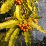 Pittosporum undulatum Fruit