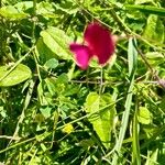 Lathyrus nissoliaKvět