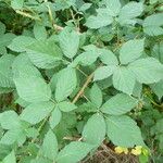 Rubus sprengelii その他の提案