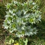 Eryngium giganteum Leaf