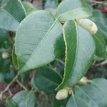 Camellia japonica Feuille