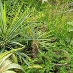 Pachypodium geayi Φύλλο